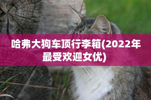 哈弗大狗車頂行李箱(2022年最受歡迎女優) 