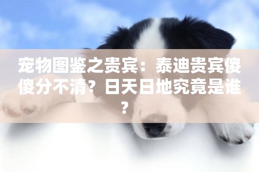 寵物圖鑒之貴賓：泰迪貴賓傻傻分不清？日天日地究竟是誰？ 