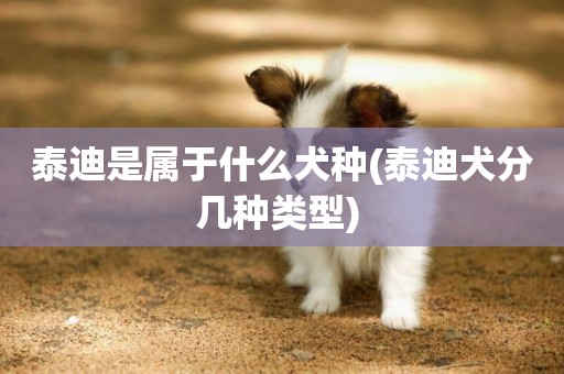 泰迪是屬于什么犬種(泰迪犬分幾種類型) 