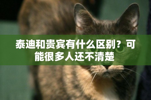 泰迪和貴賓有什么區別？可能很多人還不清楚 