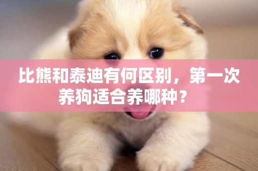 比熊和泰迪有何區別，第一次養狗適合養哪種？ 