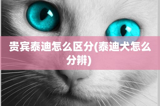 貴賓泰迪怎么區分(泰迪犬怎么分辨) 