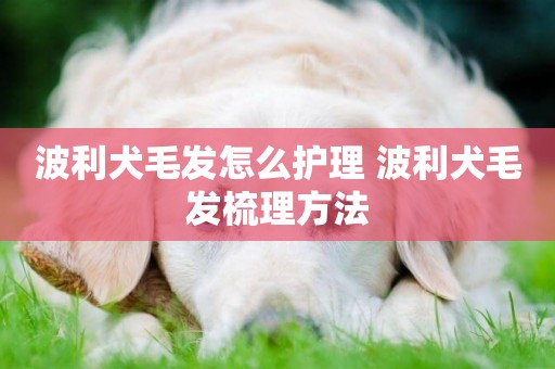 波利犬毛發怎么護理 波利犬毛發梳理方法