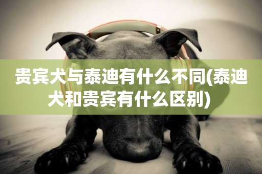 貴賓犬與泰迪有什么不同(泰迪犬和貴賓有什么區別) 