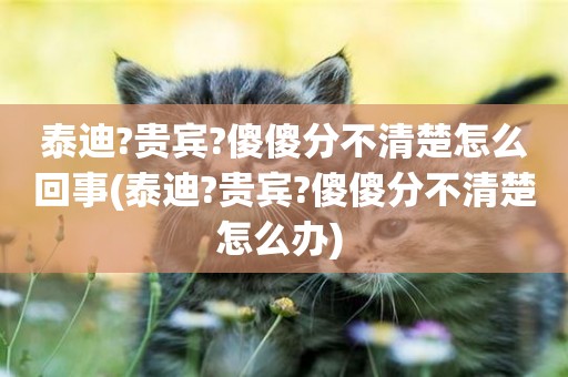 泰迪?貴賓?傻傻分不清楚怎么回事(泰迪?貴賓?傻傻分不清楚怎么辦) 