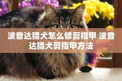 波音達獵犬怎么修剪指甲 波音達獵犬剪指甲方法