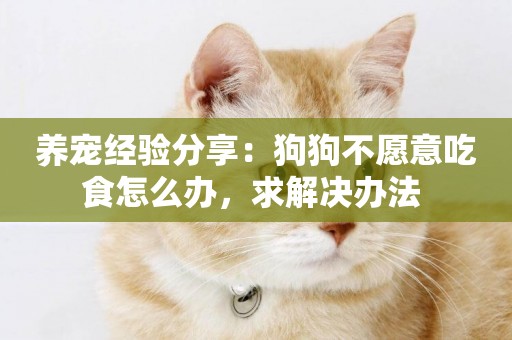 養寵經驗分享：狗狗不愿意吃食怎么辦，求解決辦法 
