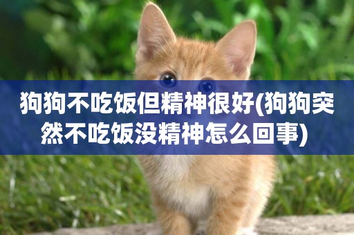 狗狗不吃飯但精神很好(狗狗突然不吃飯沒精神怎么回事) 