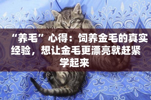 “養毛”心得：飼養金毛的真實經驗，想讓金毛更漂亮就趕緊學起來 