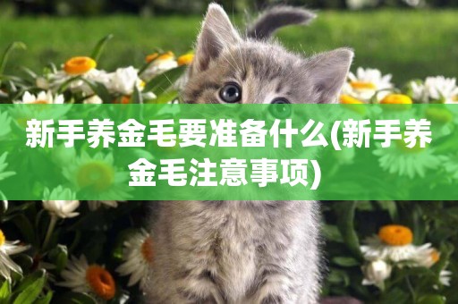 新手養金毛要準備什么(新手養金毛注意事項) 