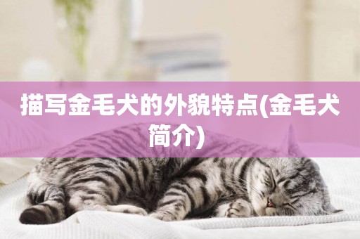 描寫金毛犬的外貌特點(金毛犬簡介) 