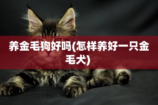 養金毛狗好嗎(怎樣養好一只金毛犬) 
