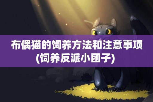 布偶貓的飼養方法和注意事項(飼養反派小團子) 
