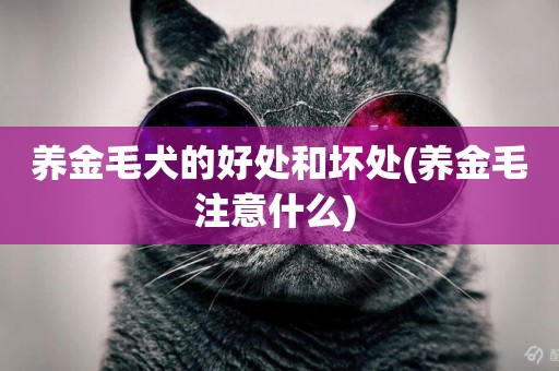 養金毛犬的好處和壞處(養金毛注意什么) 