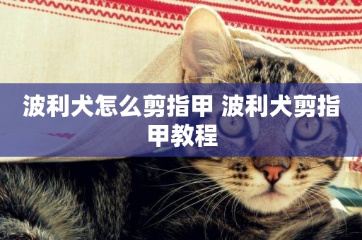 波利犬怎么剪指甲 波利犬剪指甲教程