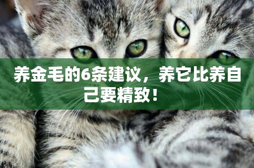 養金毛的6條建議，養它比養自己要精致！ 