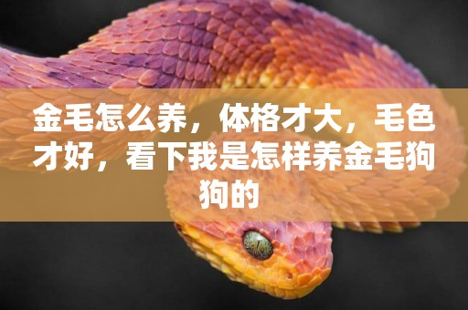金毛怎么養，體格才大，毛色才好，看下我是怎樣養金毛狗狗的 