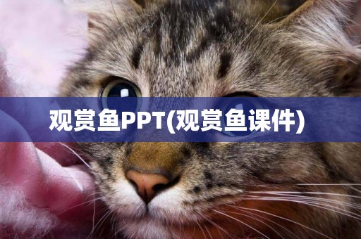 觀賞魚PPT(觀賞魚課件) 