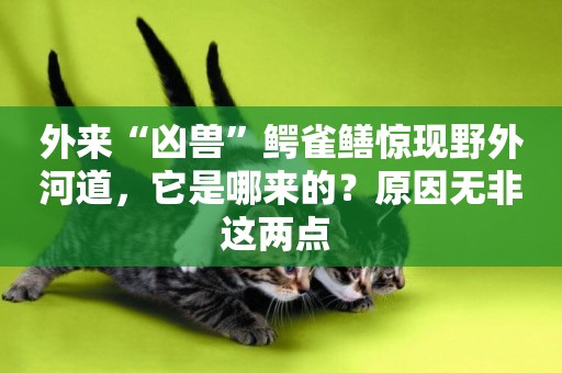 外來“兇獸”鱷雀鱔驚現野外河道，它是哪來的？原因無非這兩點 