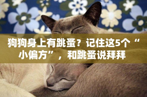 狗狗身上有跳蚤？記住這5個“小偏方”，和跳蚤說拜拜 