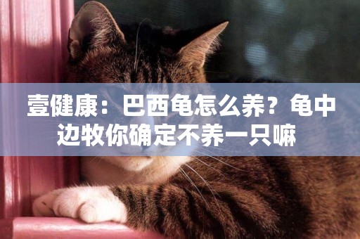 壹健康：巴西龜怎么養？龜中邊牧你確定不養一只嘛 