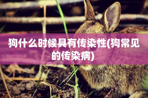 狗什么時候具有傳染性(狗常見的傳染病) 