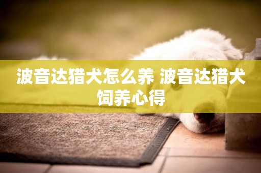 波音達獵犬怎么養 波音達獵犬飼養心得