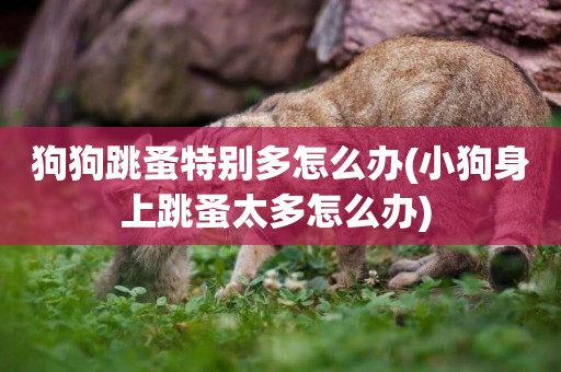 狗狗跳蚤特別多怎么辦(小狗身上跳蚤太多怎么辦) 