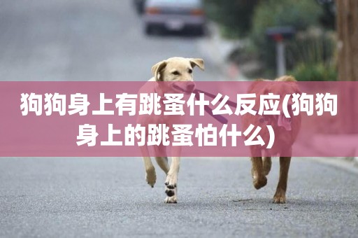 狗狗身上有跳蚤什么反應(狗狗身上的跳蚤怕什么) 