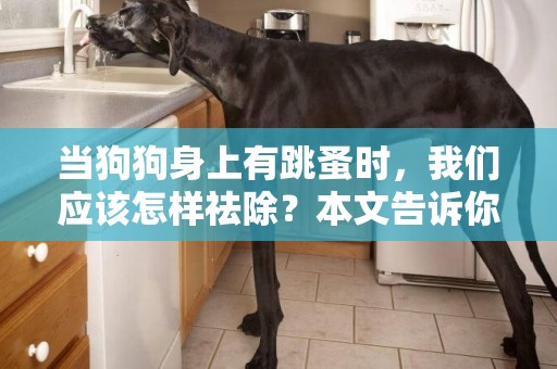 當狗狗身上有跳蚤時，我們應該怎樣祛除？本文告訴你幾個偏方 