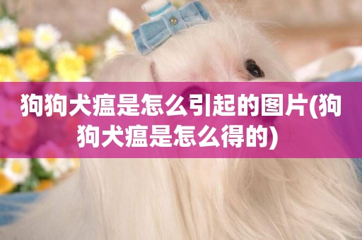 狗狗犬瘟是怎么引起的圖片(狗狗犬瘟是怎么得的) 