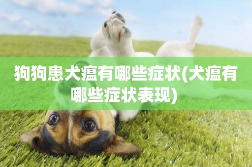 狗狗患犬瘟有哪些癥狀(犬瘟有哪些癥狀表現) 