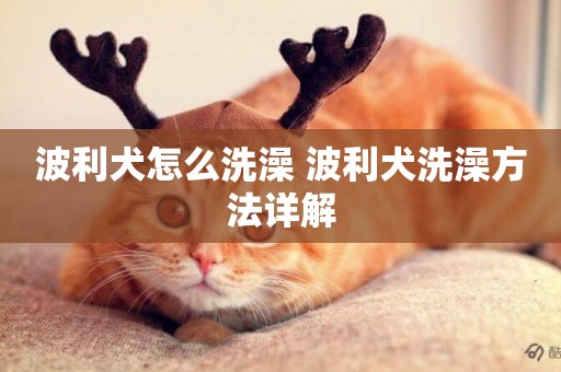 波利犬怎么洗澡 波利犬洗澡方法詳解