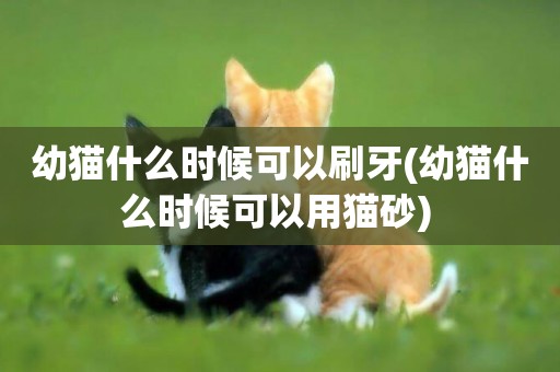 幼貓什么時候可以刷牙(幼貓什么時候可以用貓砂) 