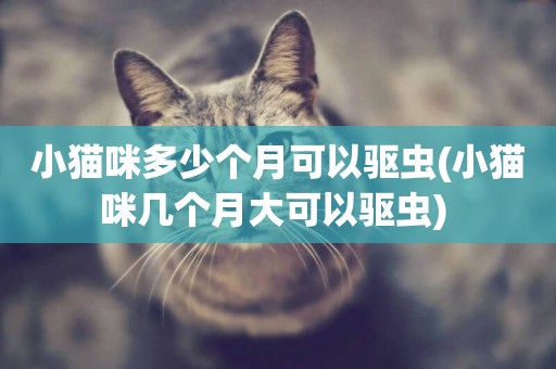 小貓咪多少個月可以驅蟲(小貓咪幾個月大可以驅蟲) 