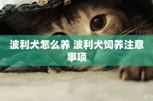 波利犬怎么養 波利犬飼養注意事項