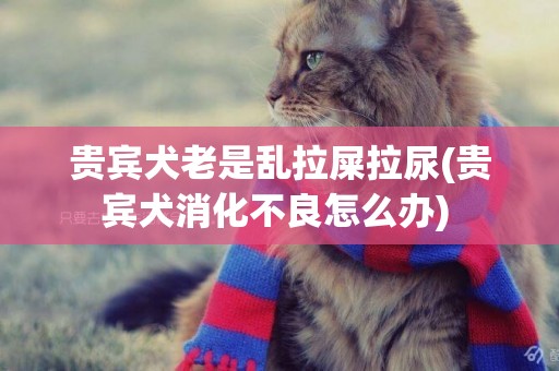 貴賓犬老是亂拉屎拉尿(貴賓犬消化不良怎么辦) 