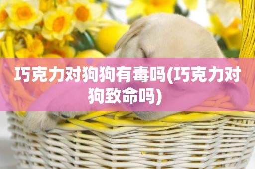 巧克力對狗狗有毒嗎(巧克力對狗致命嗎) 