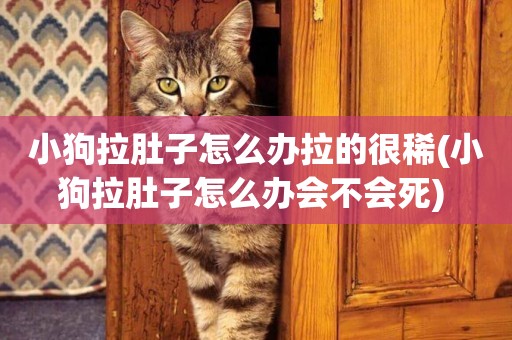 小狗拉肚子怎么辦拉的很稀(小狗拉肚子怎么辦會不會死) 