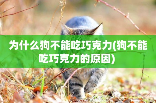 為什么狗不能吃巧克力(狗不能吃巧克力的原因) 