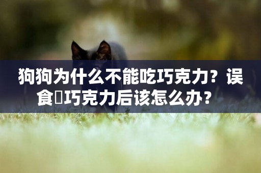 狗狗為什么不能吃巧克力？誤食?巧克力后該怎么辦？ 