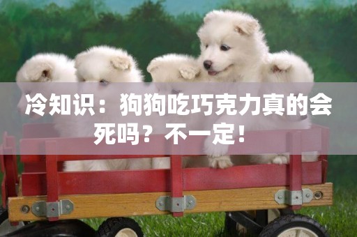 冷知識：狗狗吃巧克力真的會死嗎？不一定！ 