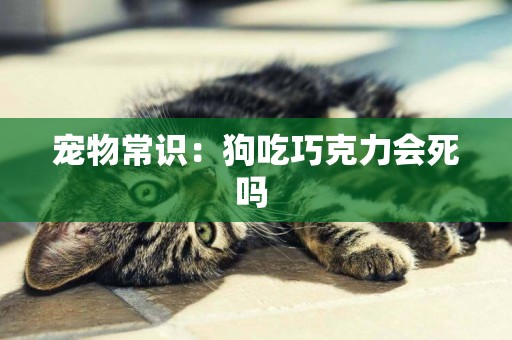 寵物常識：狗吃巧克力會死嗎 