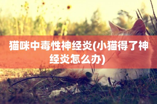 貓咪中毒性神經炎(小貓得了神經炎怎么辦) 