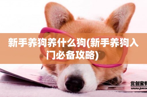 新手養狗養什么狗(新手養狗入門必備攻略) 