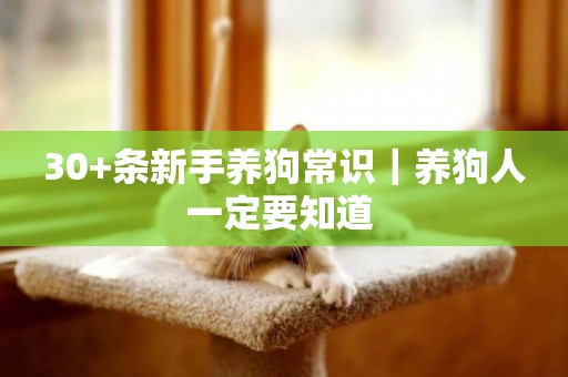 30+條新手養狗常識｜養狗人一定要知道 