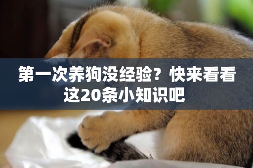 第一次養狗沒經驗？快來看看這20條小知識吧 