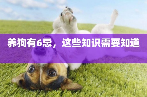養狗有6忌，這些知識需要知道 