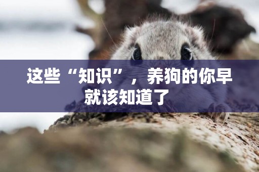 這些“知識”，養狗的你早就該知道了 