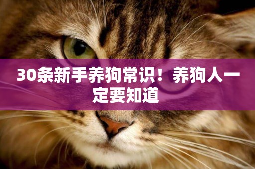 30條新手養狗常識！養狗人一定要知道 